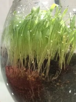 plants respond to music