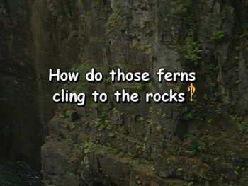 How does those ferns cling to the rocks?!
