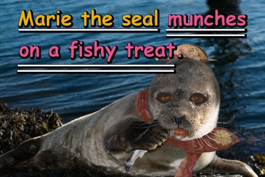 Marie the seal munches on a fishy treat.