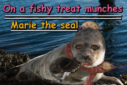 On a fishy treat munches Marie the seal.