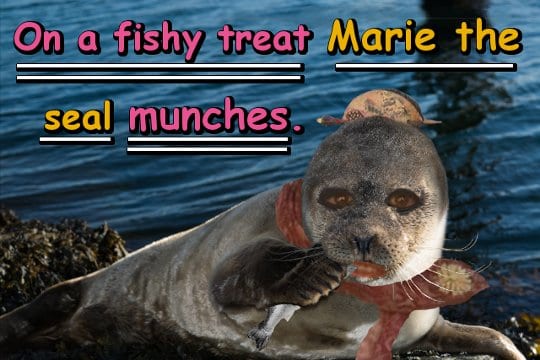 On a fishy treat Marie the seal munches.