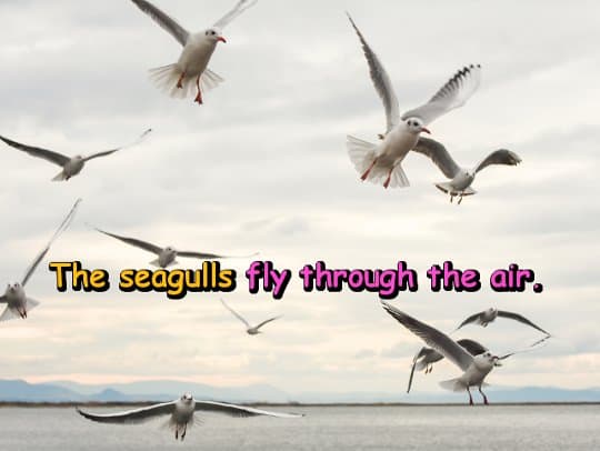The seagulls fly through the air.