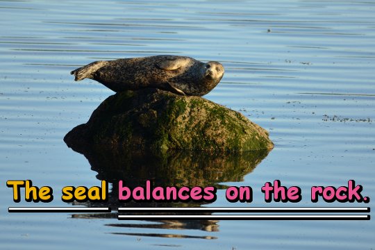 The seal balances on the rock.