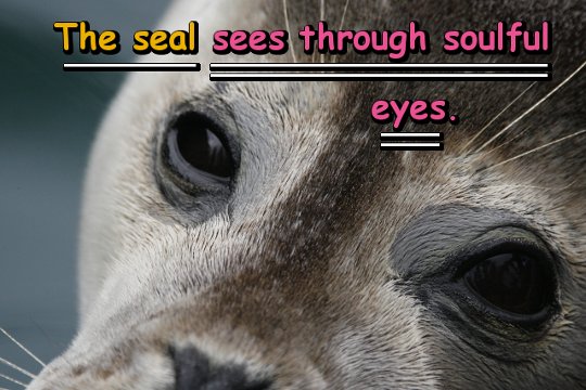 The seal sees through soulful eyes.