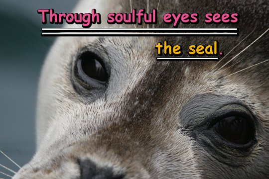 Through soulful eyes sees the seal.
