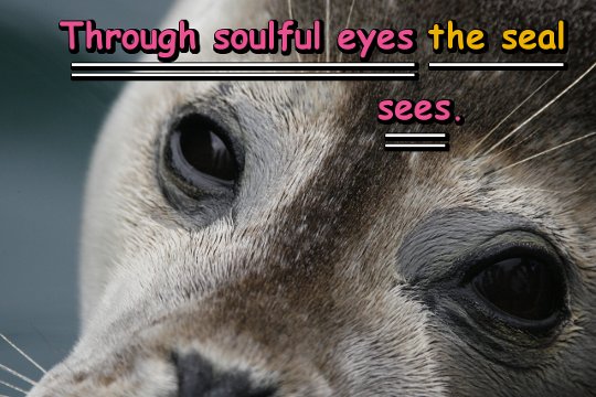 Through soulful eyes the seal sees.