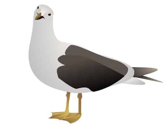 The Cozy Grammar Seagull, Hopper!