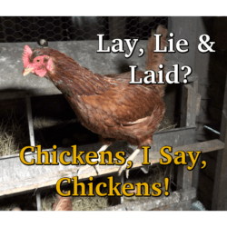 Lay, Lie, and Laid? Chickens, I Say, Chickens!
