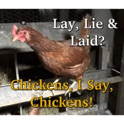 Lay, Lie, and Laid? Chickens, I Say, Chickens!