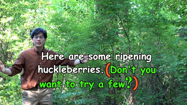 Here are some ripening huckleberries. (Don't you want to try a few?)