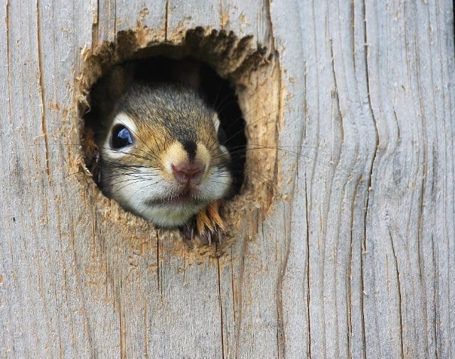 timid squirrel intimidated by grammar