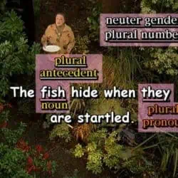 neuter gender, plural number